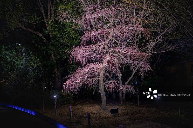 公园里的冬季灯光秀。图片素材