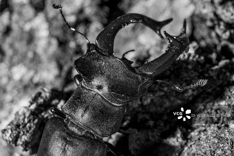 鹿角甲虫图片素材