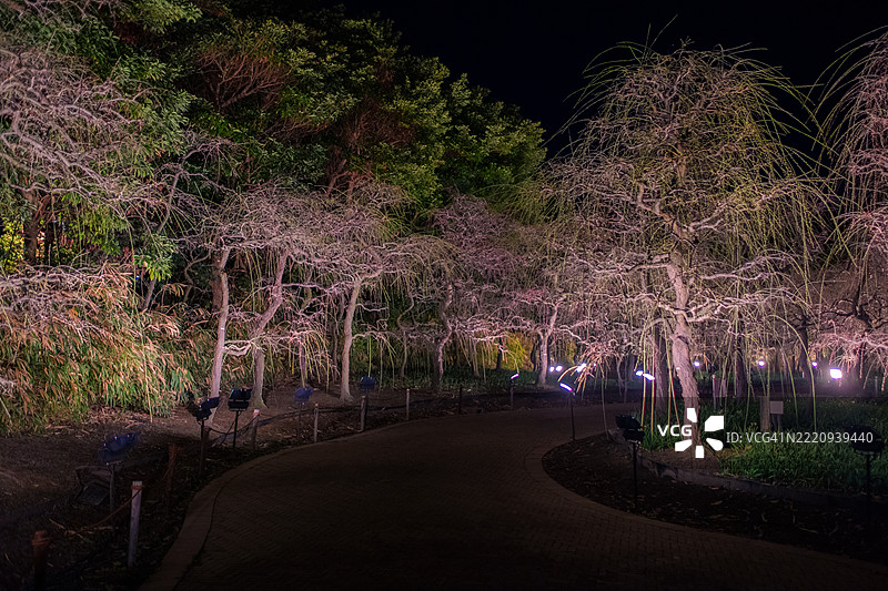 公园里的冬季灯光秀。图片素材