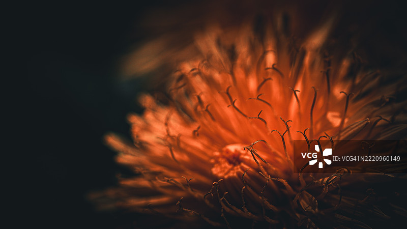 橙色花朵的特写镜头图片素材