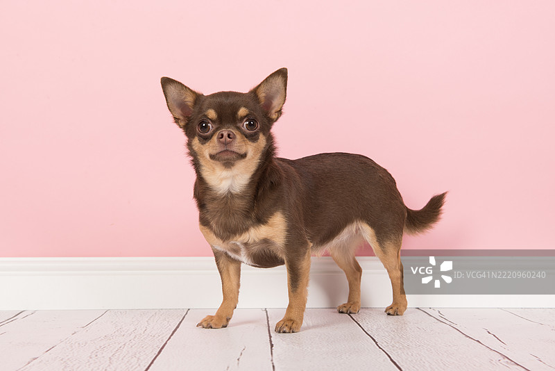 一只可爱漂亮的吉娃娃狗在粉色背景上警觉地站着图片素材