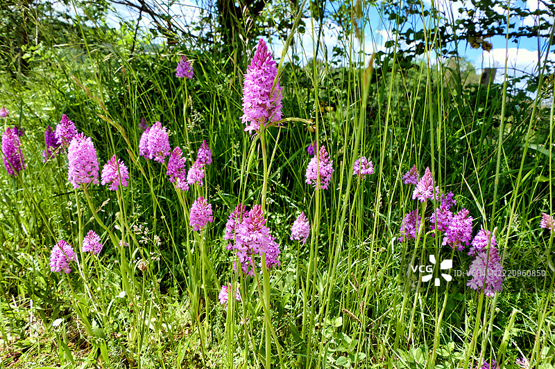 法国多尔多涅地区的紫色开花植物特写图片素材