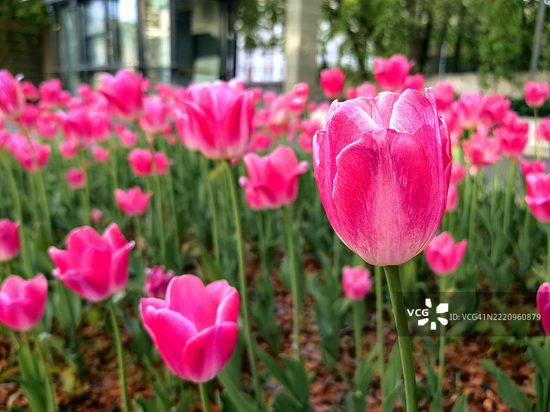 粉色郁金香特写，俄罗斯图片素材