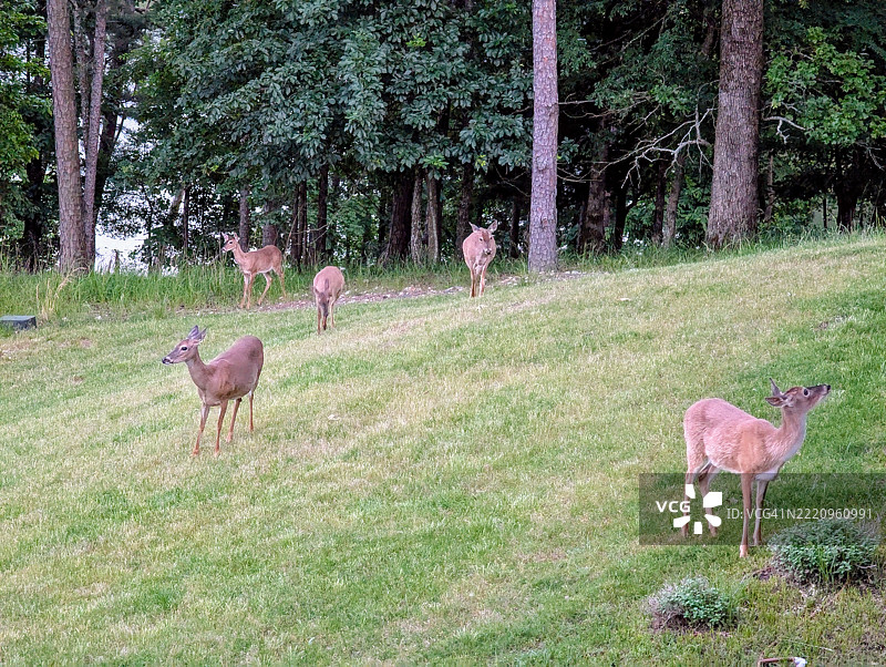 侧面视角的鹿站在田野上，破弓，俄克拉荷马州，美国图片素材