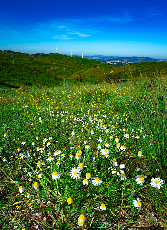 土地上开花植物的景观图片素材