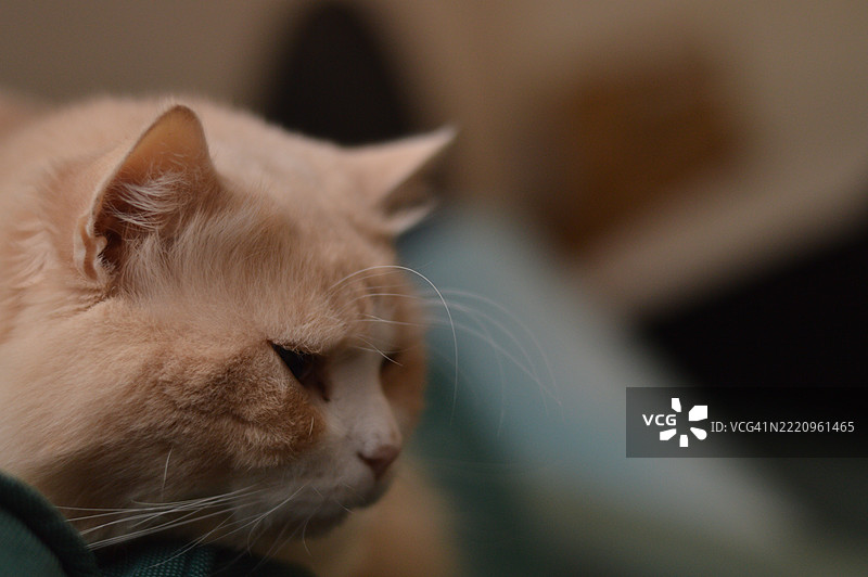 猫的特写镜头图片素材