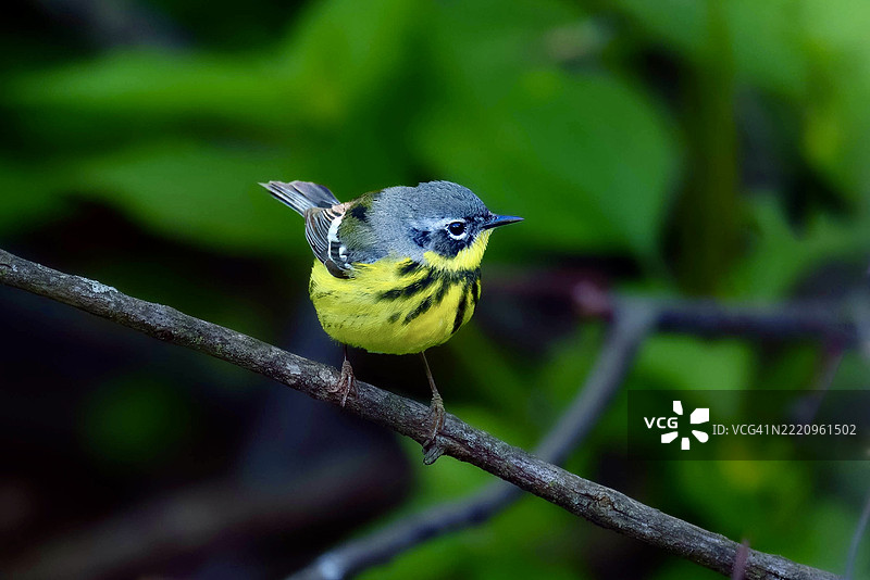 美国伊利诺伊州栖息在树枝上的鸣禽特写图片素材