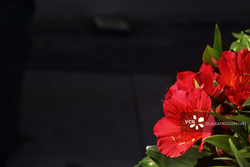 红色开花植物的特写镜头图片素材