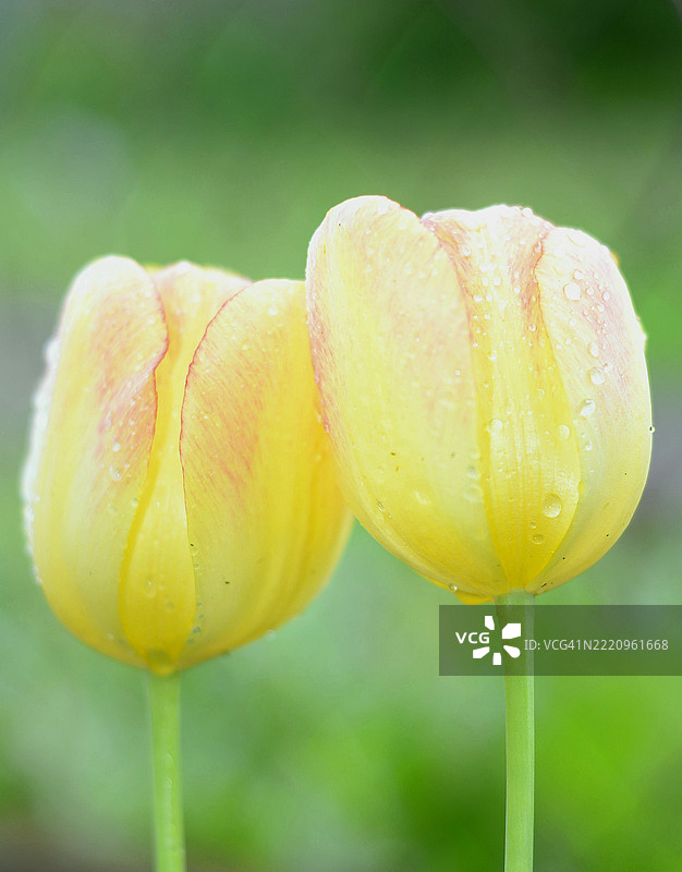 湿润的黄色花朵特写图片素材