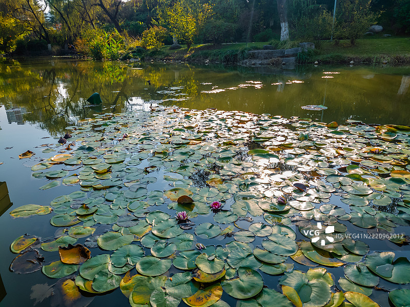 高角度视图的湖面上漂浮着叶子，仿佛是克劳德·莫奈的睡莲。图片素材