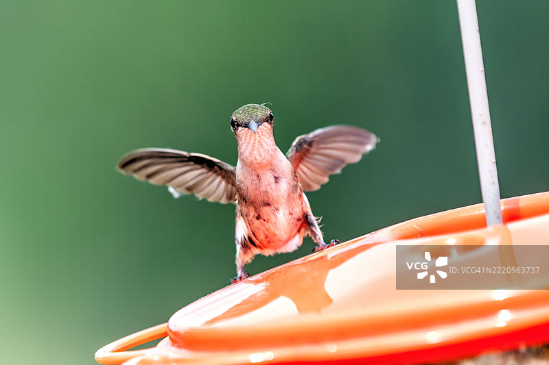 蜂鸟近距离进食，威斯康星州沃朋，美国图片素材