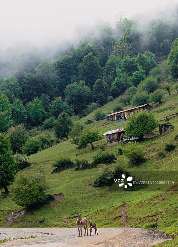 伊朗吉兰省马萨尔的田野上树木的美丽景色图片素材