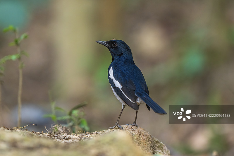 东方白喉歌鸲栖息在岩石上的特写镜头图片素材