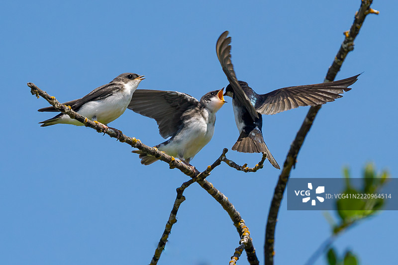 俄勒冈州的树燕喂养小鸟，嘴巴张开图片素材