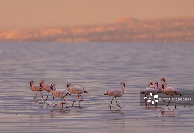 浅湖中的小火烈鸟与柔和的倒影，坦桑尼亚纳特龙湖图片素材