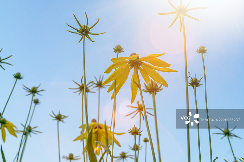 仰视阳光下的花朵图片素材