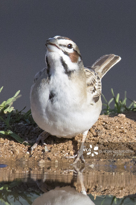 云雀雀在饮水图片素材