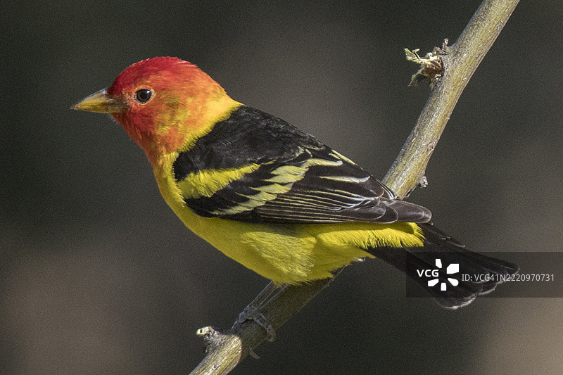 西部黄雀雄鸟栖息在枝头图片素材