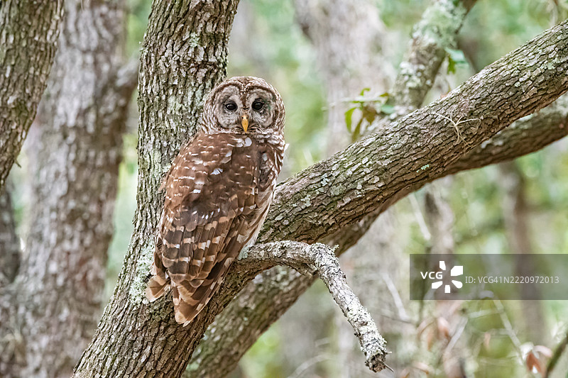 树上的带状猫头鹰图片素材