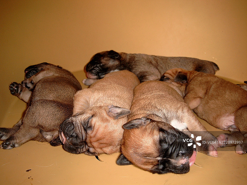 高角度视图的小狗躺在地板上图片素材