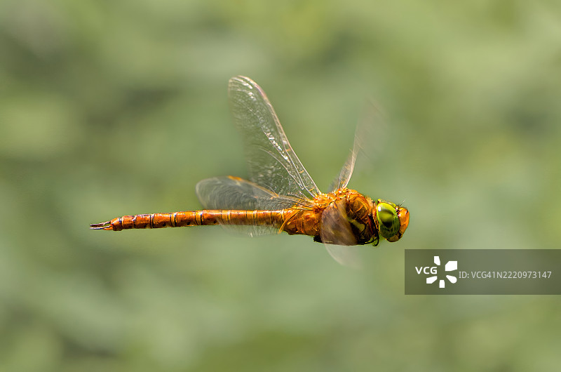 蜻蜓栖息在树枝上的特写镜头图片素材