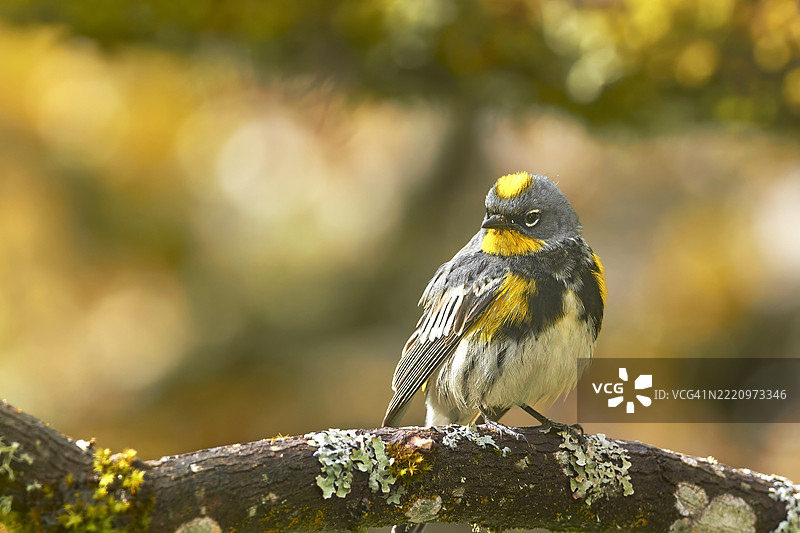 山雀在树枝上栖息的特写，俄勒冈州科瓦利斯，美国图片素材