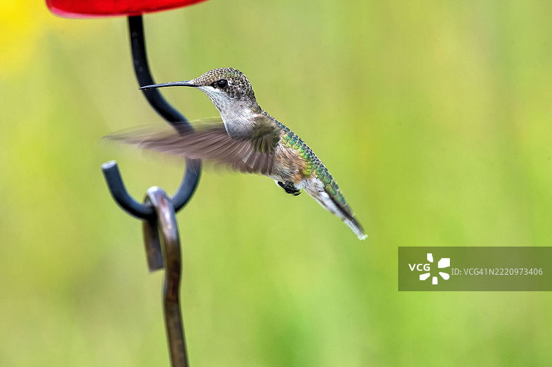 近距离拍摄的蜂鸟飞过喂食器，威斯康星州沃朋，美国图片素材
