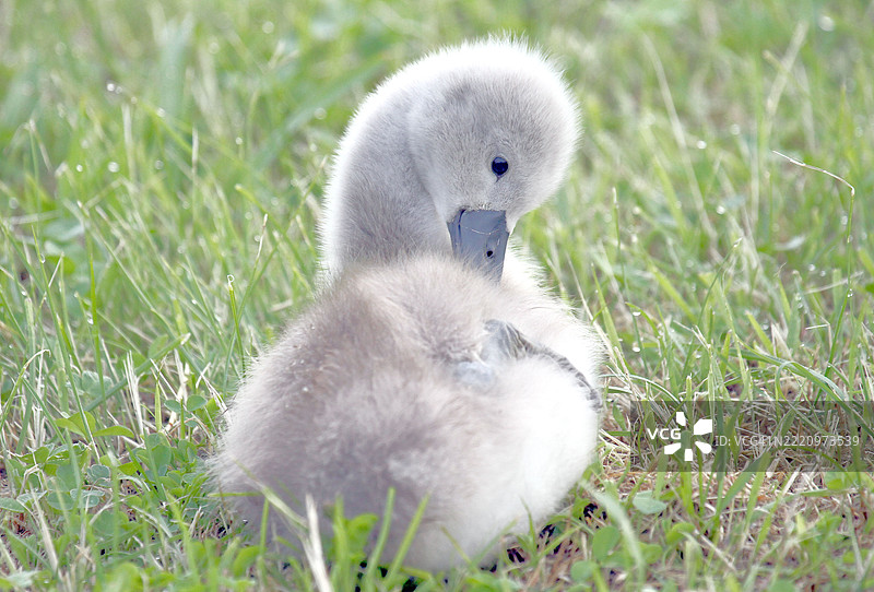 日本草地上的鸭子特写图片素材
