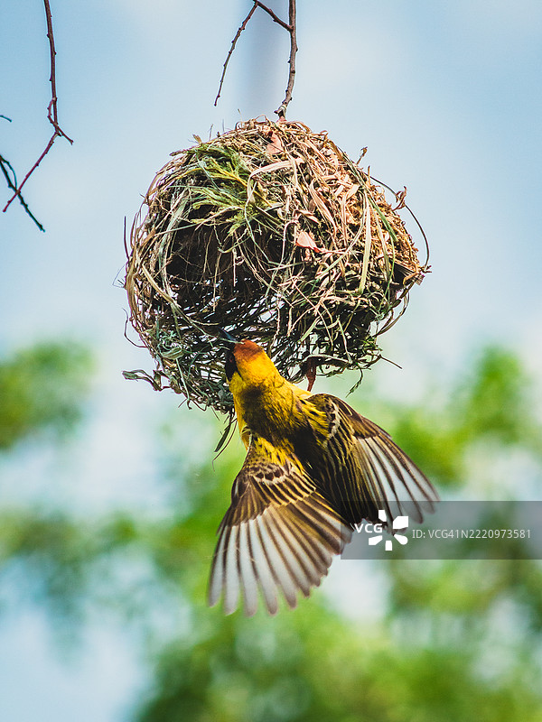 南非豪登省的歌织鸟在巢中的低角度视图图片素材