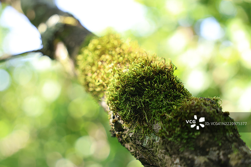 树干上生长的苔藓特写图片素材