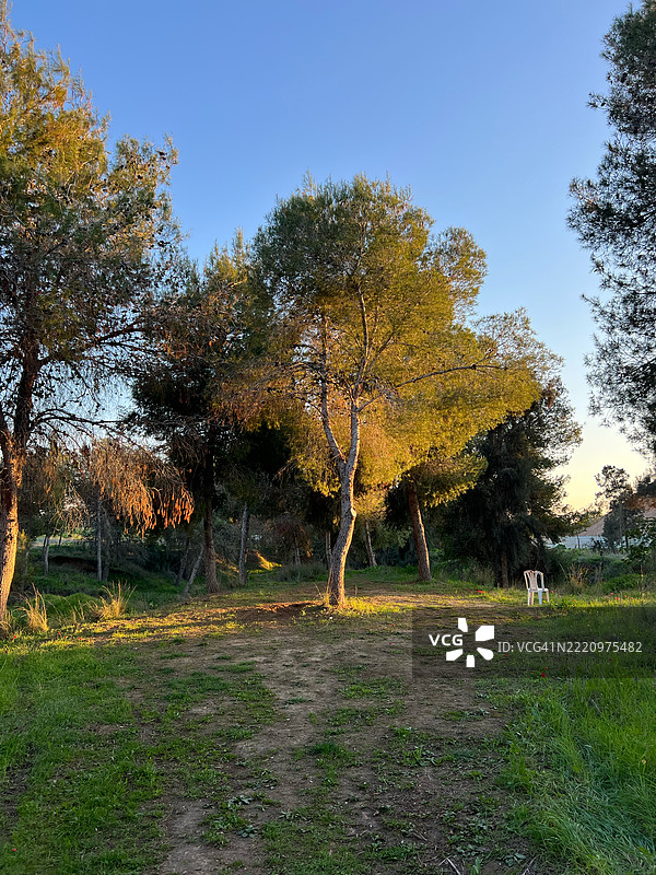 秋天，南部地区以色列内图瓦特的田野上树木与晴朗的天空相映成趣。图片素材