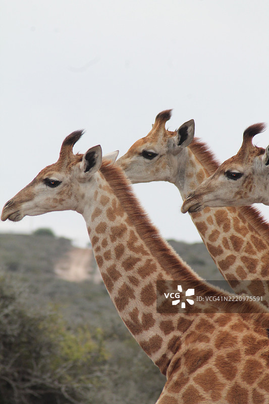 长颈鹿的特写镜头图片素材