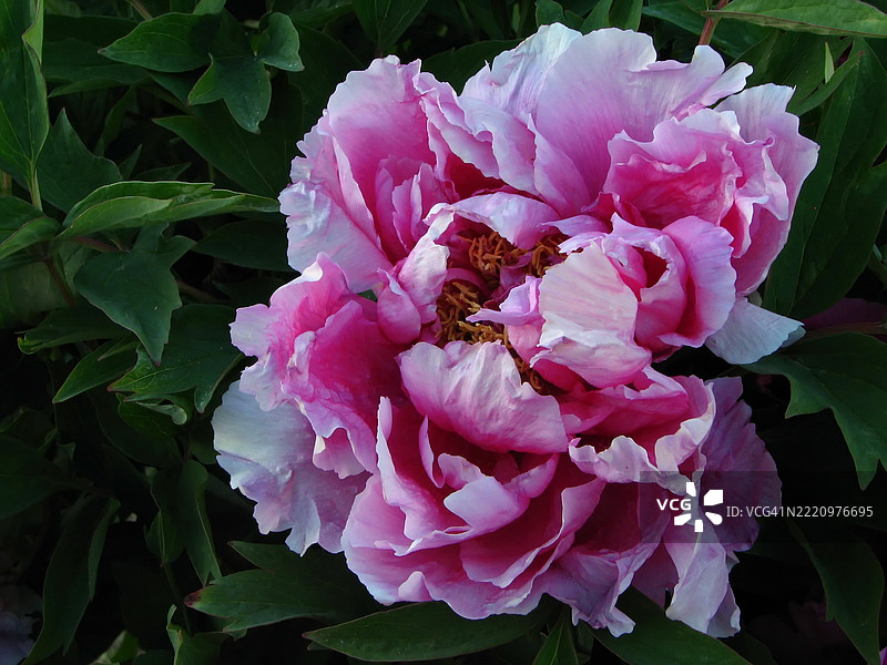 一朵大型美丽的粉色树牡丹与对比鲜明的绿色叶子，牡丹特写 MG63214图片素材