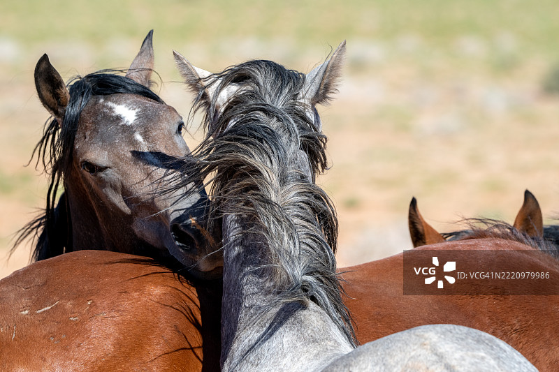 纳米比亚的野马肖像图片素材