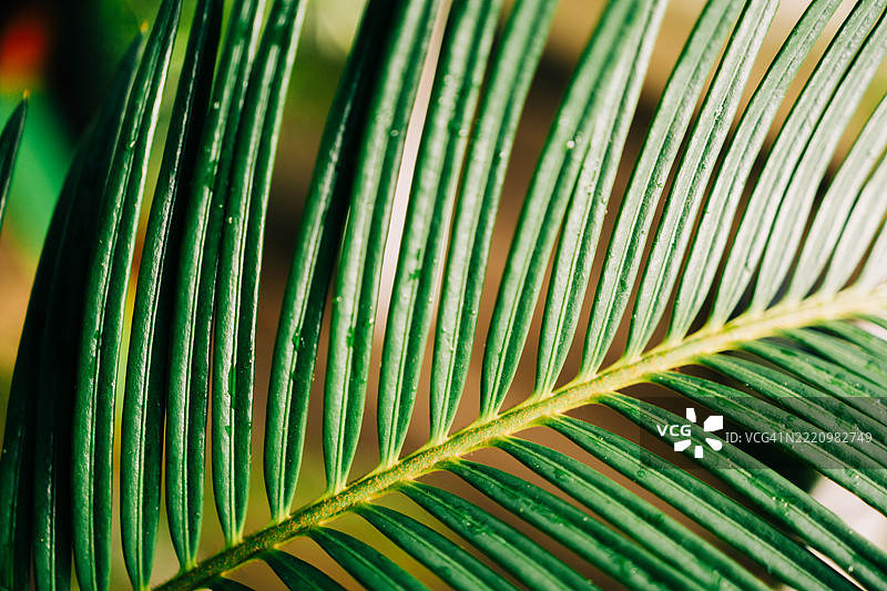 生动的绿色苏铁叶特写，自然之美图片素材