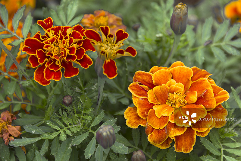 橙色万寿菊花的特写镜头图片素材