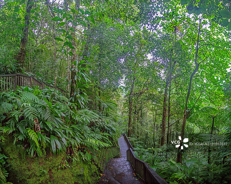森林中生长的树木图片素材