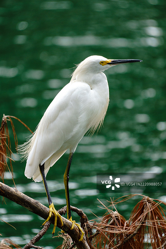 白鹭栖息在树枝上的特写，哈里斯县，德克萨斯州，美国图片素材