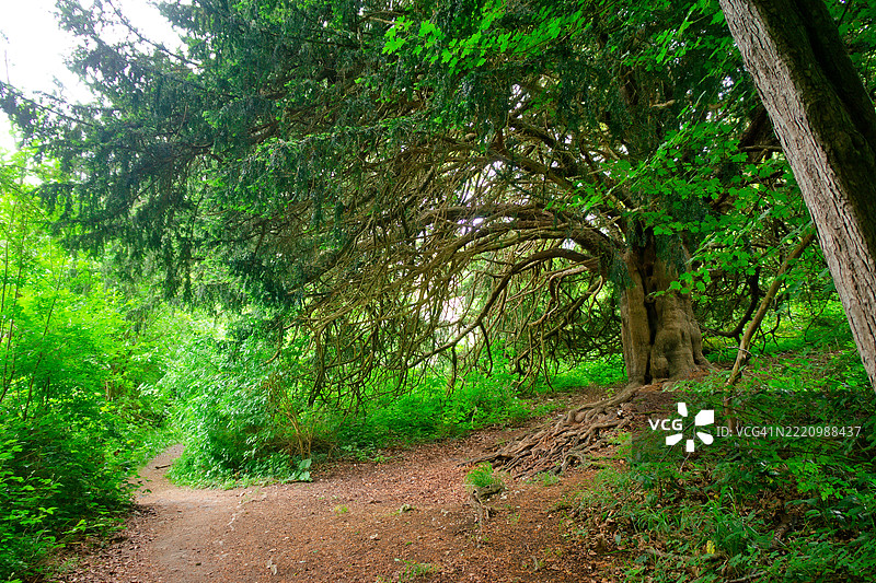 森林中的树木图片素材