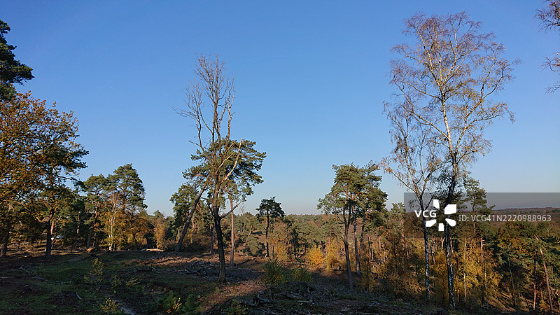 荷兰雷登，晴空下的田野树木图片素材