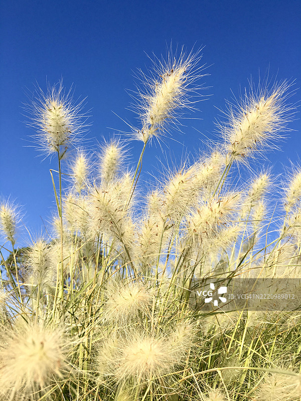 低角度视图的植物与蓝天相映成趣图片素材