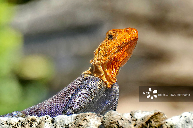 蜥蜴特写镜头图片素材