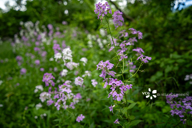 宾夕法尼亚州北部黎巴嫩的紫色开花植物特写图片素材