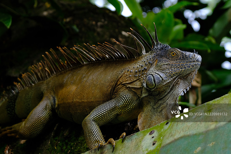 绿鬣蜥的特写镜头图片素材