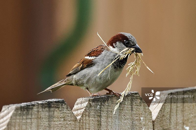 第二轮筑巢，更多内容敬请期待，布莱尔，内布拉斯加州，美国，USA图片素材