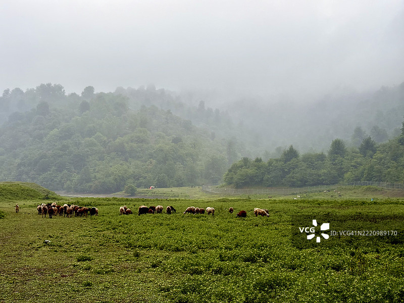 一群羊，伊朗图片素材