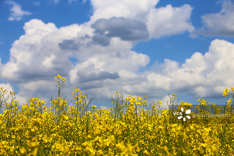 油菜花田与天空的美丽景色图片素材