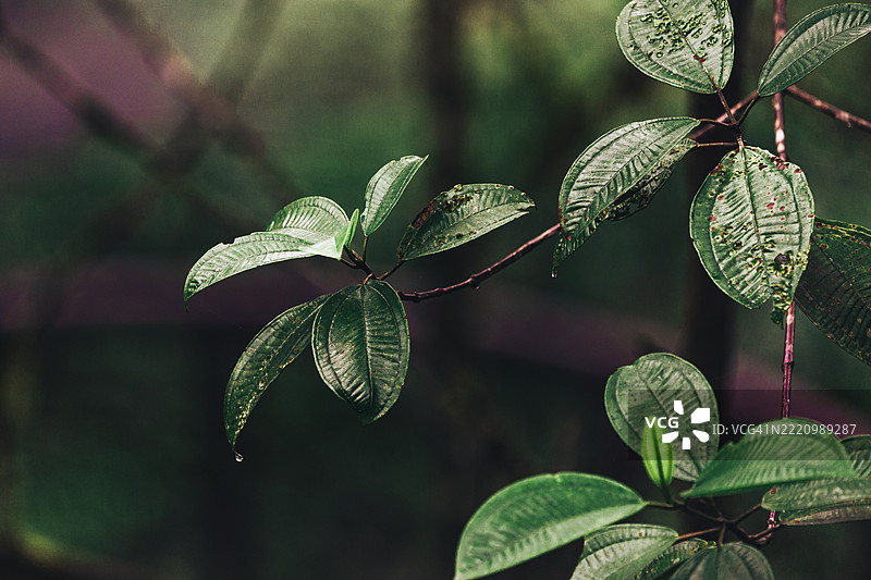 叶子上的雨滴特写，明多，皮钦查，厄瓜多尔图片素材