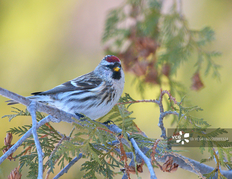 近距离拍摄的歌雀鸟栖息在树上，萨斯卡通，萨斯喀彻温省，加拿大图片素材