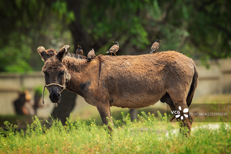 侧面视角的普氏野马站在田野上图片素材